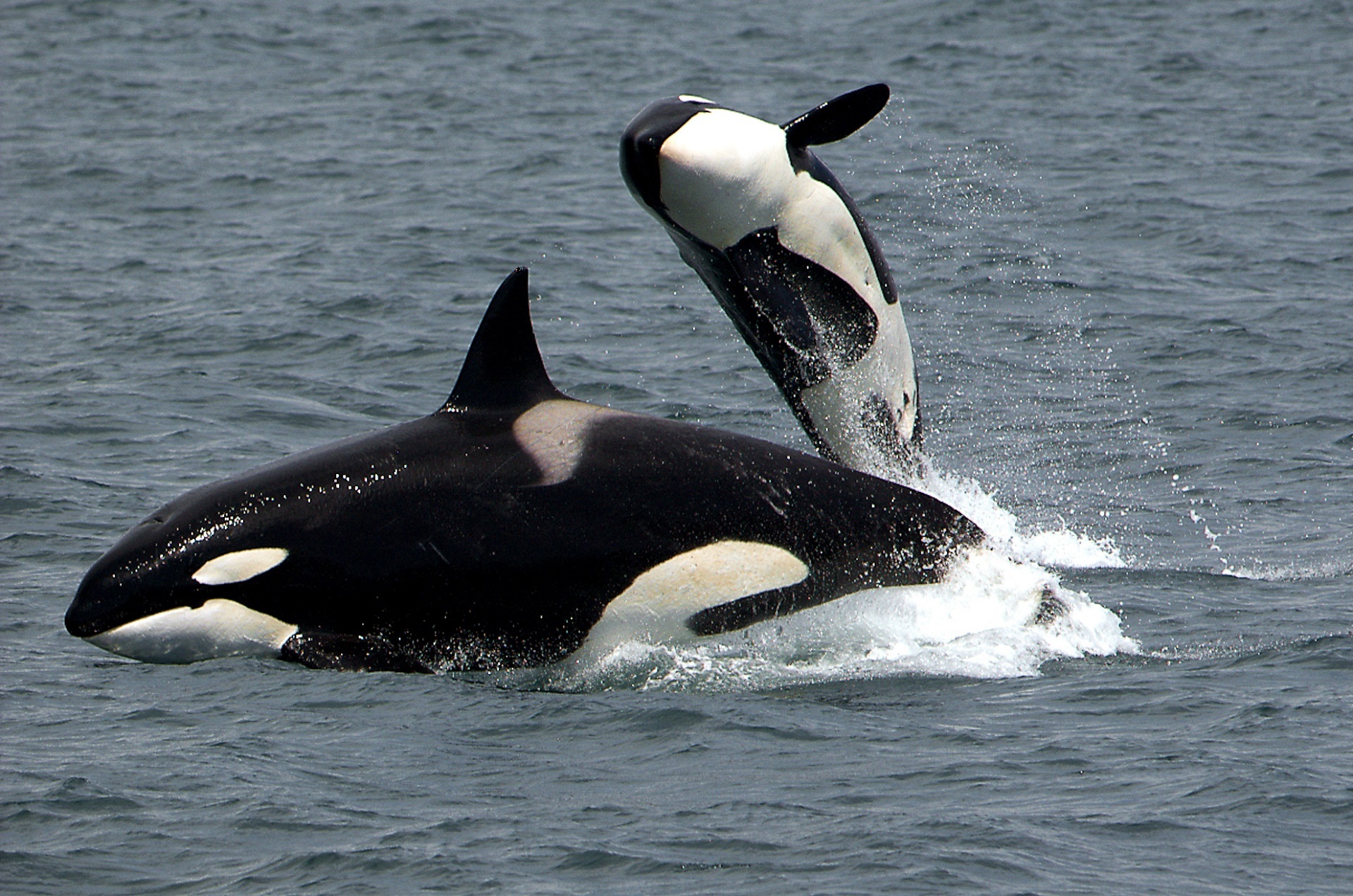 Hermanus 6 orcas