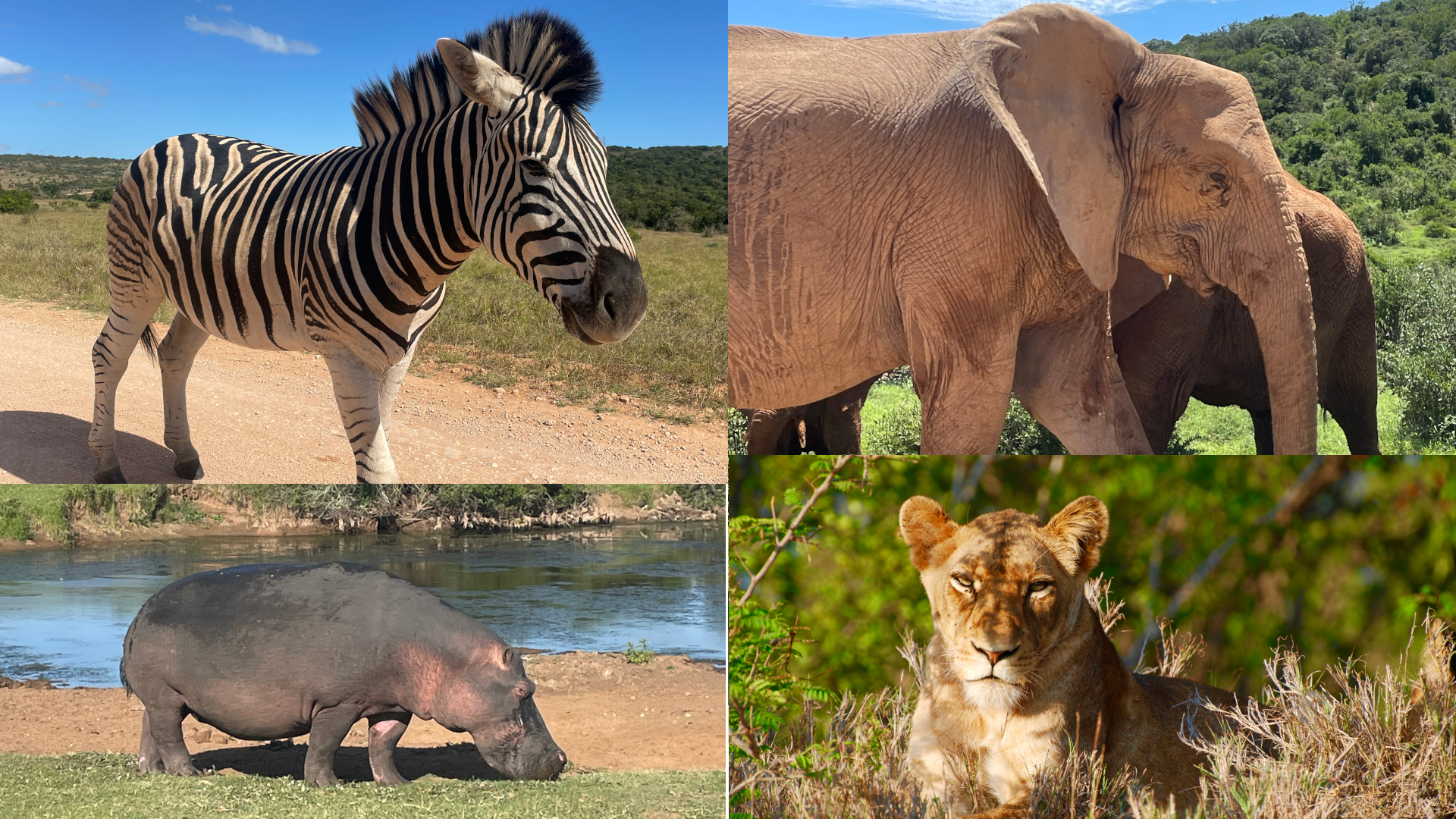 addo