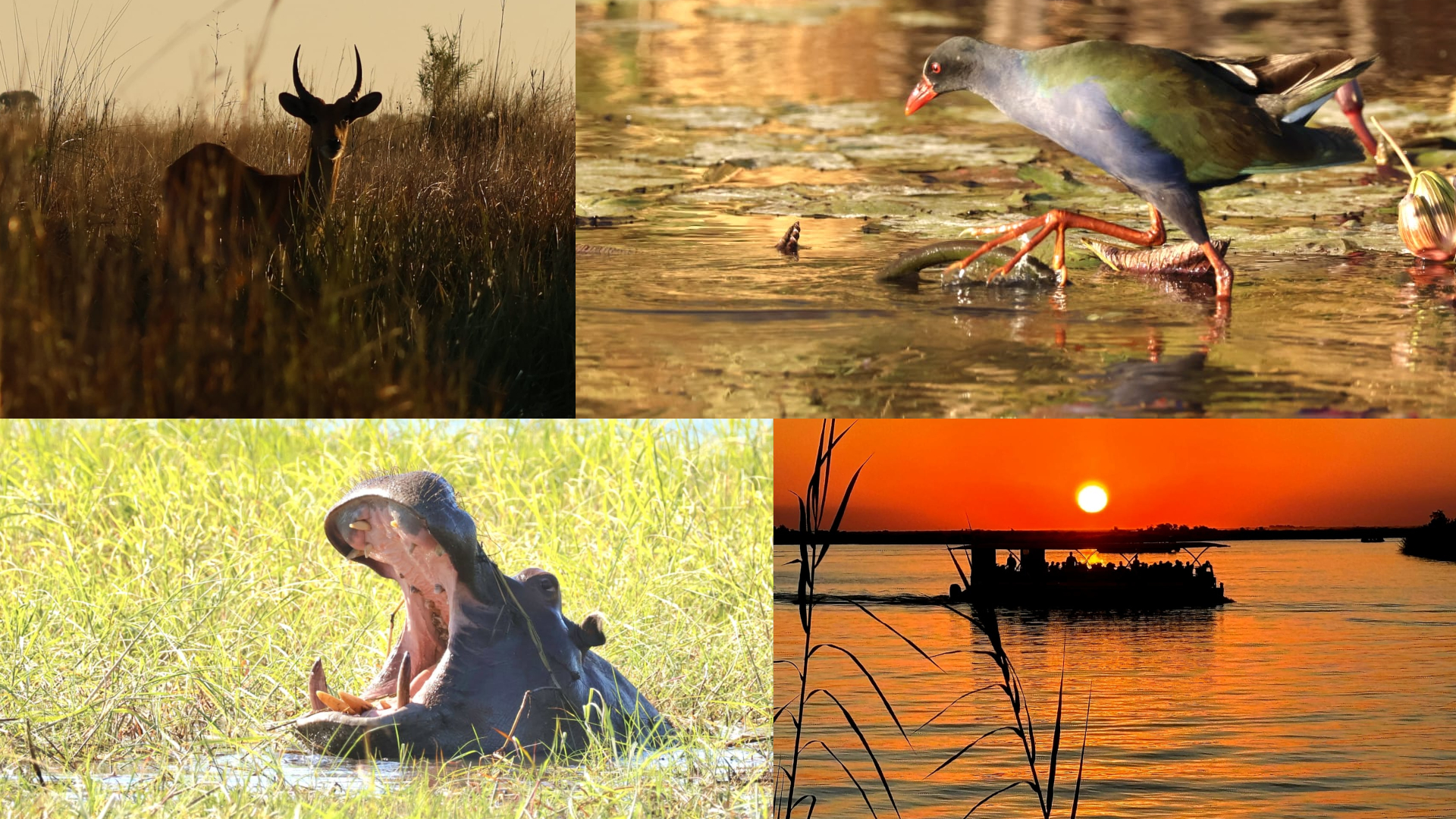 okavango comp